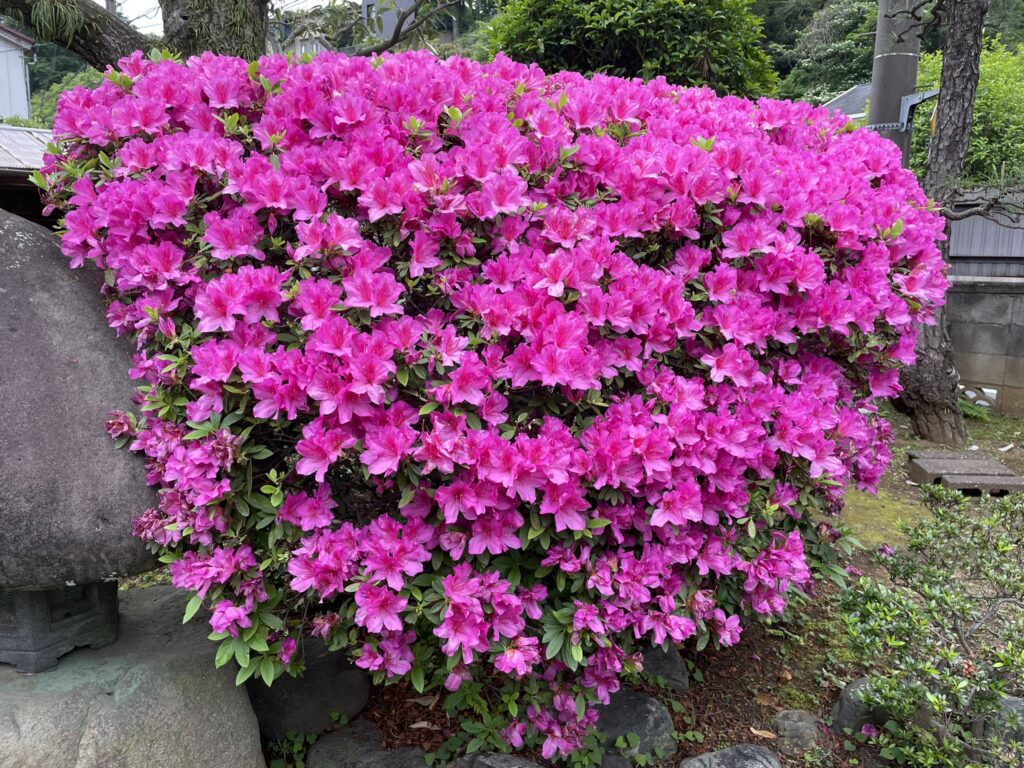 春の花